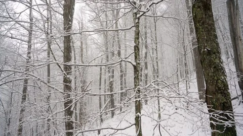 Bare, snow covered trees in a mountain forest, during a light snowfall. Video stock 266919283