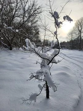 Bare snowy tree with sun in winter Stock Photos