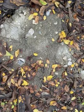 Bare Soil Patch Surrounded by Autumn Leaves Stock Photos