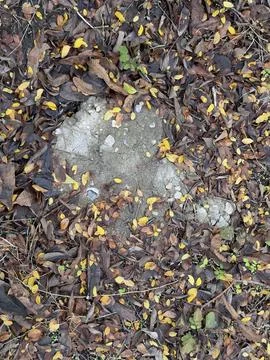 Bare Soil Patch Surrounded by Autumn Leaves 스톡 사진