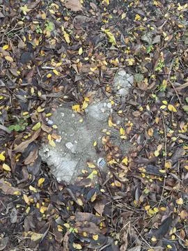 Bare Soil Patch Surrounded by Autumn Leaves Stock Photos