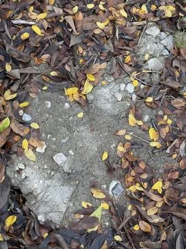 Bare Soil Patch Surrounded by Autumn Leaves Stock Photos