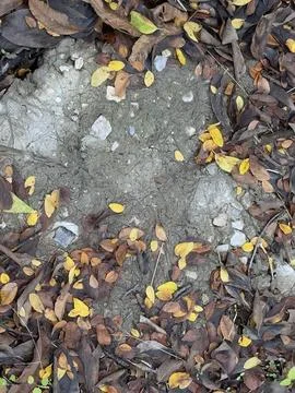 Bare Soil Patch Surrounded by Autumn Leaves 스톡 사진