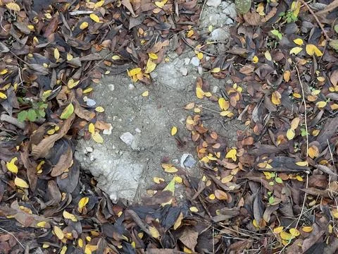 Bare Soil Patch Surrounded by Autumn Leaves Foto stock
