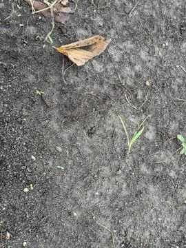 Bare Soil With Single Dry Leaf Stock Photos