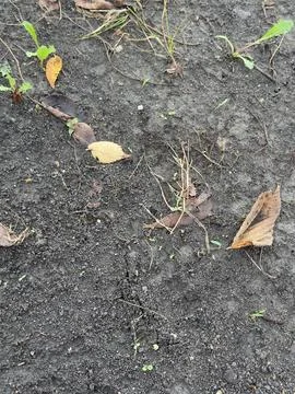 Bare Soil With Single Dry Leaf Stock-Fotos