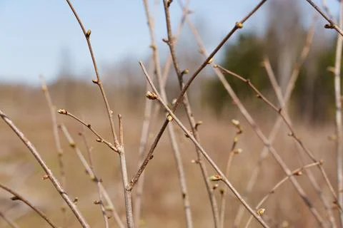 Bare spring branches with emerging buds against soft blurred landscape 스톡 사진