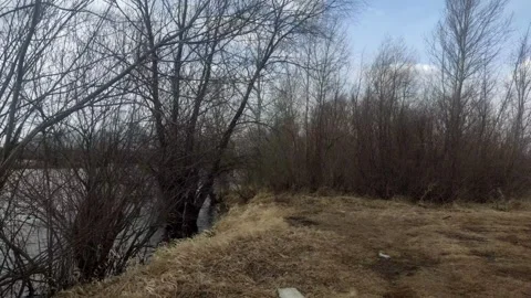 Bare spring trees along a river bank with dry grass Stock Footage 333040267