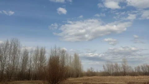 Bare spring trees in a dry field under cloudy sky Stock Footage 333040418