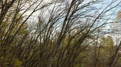 Bare thin trees in a park or forest Stock Photos