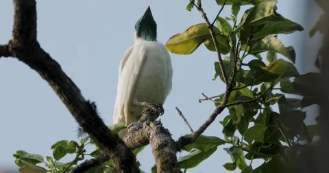 Bare throated Bellbird in tree Stock Footage 341004761