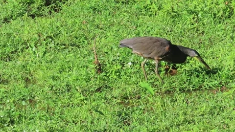 Bare-throated Tiger Heron Foraging in Wet Grass Stock-Footage 342560793
