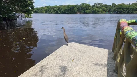 Bare-throated tiger heron on a riverside platform in Tortuguero, Costa Rica Video stock 329580653