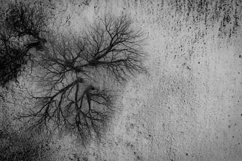 Bare Tree Aerial View on Textured Ground Stock Photos