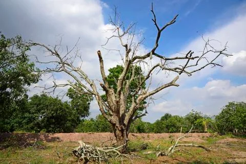 Bare tree against alive trees Stock Photos