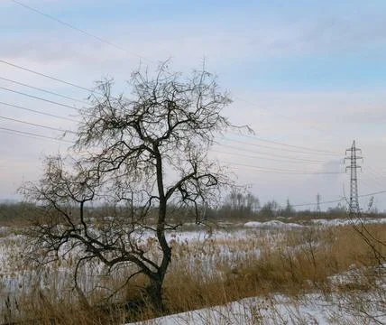 Bare tree against the backdrop of a winter landscape and power lines Foto stock