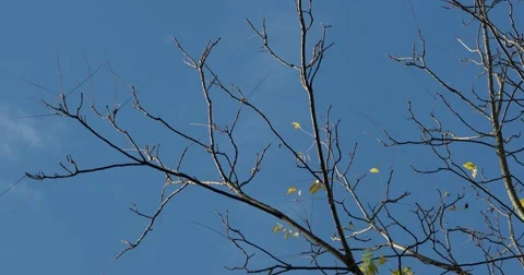 Bare Tree Against Blue Sky with Yellow Leaves, static shot Stock Footage 66909042