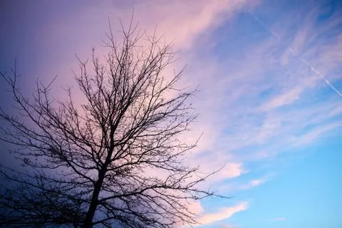 Bare tree against cloudy romantic sky at sunset Foto stock