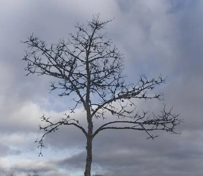 Bare tree against a cloudy sky Stock Photos