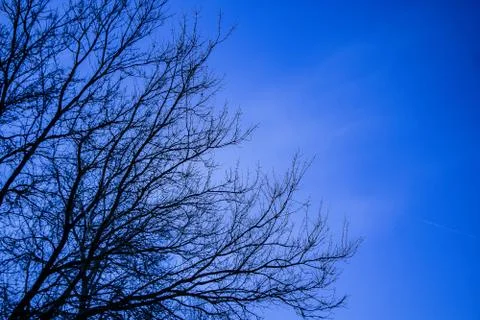 Bare tree against a dark blue sky Stock Photos