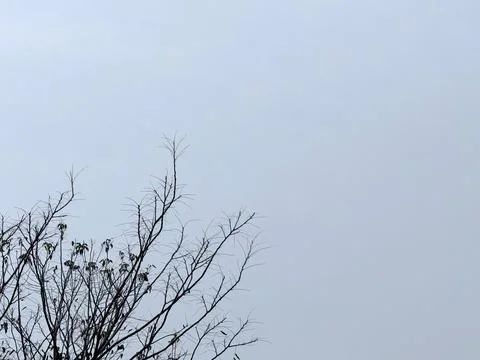 Bare Tree Against a Gray Sky Stock Photos