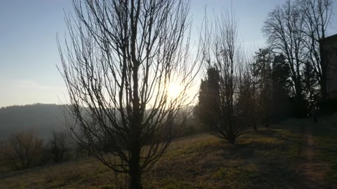 Bare tree against the light in winter Stock Footage 152894805