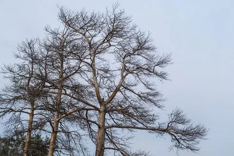 The bare tree against overcast sky. Leafless deciduous branches in cold sea.. Stock Photos