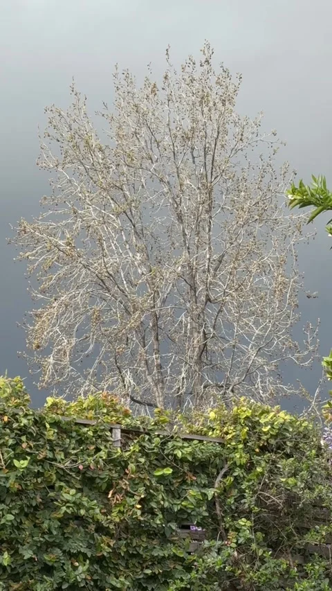 Bare Tree Against Stormy Sky With Green Hedge - 4K Vidéo 317720779