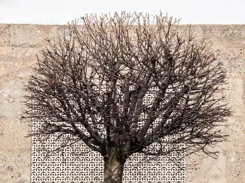 Bare Tree Against Textured Wall Stock Photos