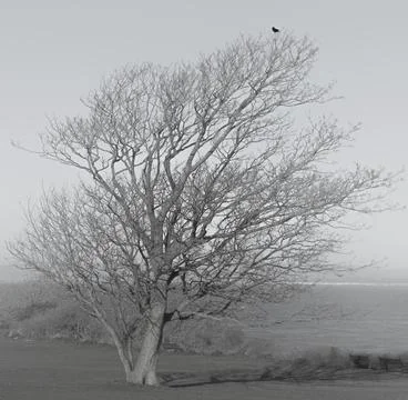 Bare tree and bird in winter Stock Photos