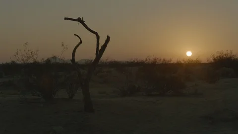 Bare tree and bush on deserted land at sunset Stock Footage 99046975