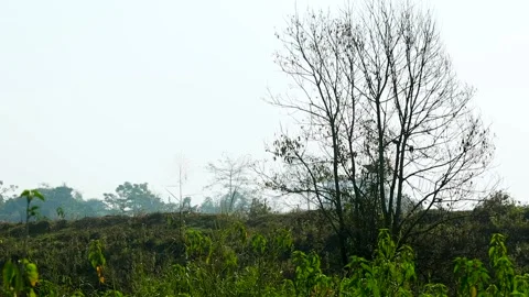 Bare tree and green vegetation in a quiet rural landscape Stock-Footage 327515208
