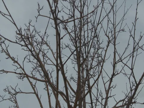Bare tree and hurdle on snowy landscape against mountains during dusk Stock Footage 84502658