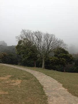 Bare Tree And Pathway Surrounded By Fog Stock Photos