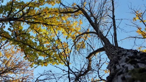 Bare tree and tree with green yellow leaves against the blue sky, view from  Stock Footage 207724146