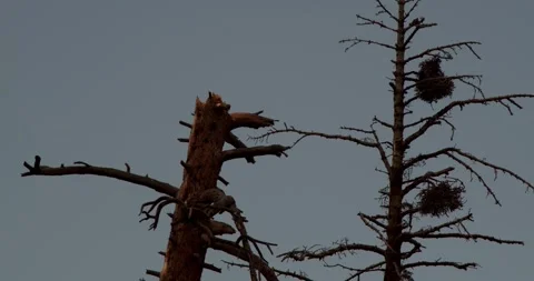 Bare Tree and Tree with Witch's Broom Stock Footage 292724758
