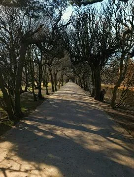 Bare Tree Archway Path in Spring Park Stock Photos