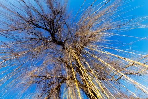 Bare tree in autumn Gratis Stockfotos