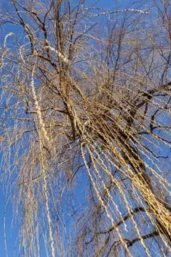 Bare tree in autumn Foto stock gratuite