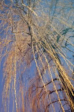 Bare tree in autumn Foto stock gratuite