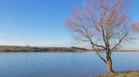 Bare tree on the background of blue lake Video stock 60037754