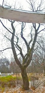 A bare tree on the background of a park, the autumn season 스톡 사진