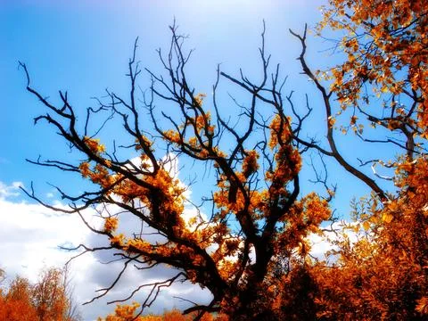 Bare tree in a backyard garden in summer. Nature setting of fall colors and.. Stock Photos
