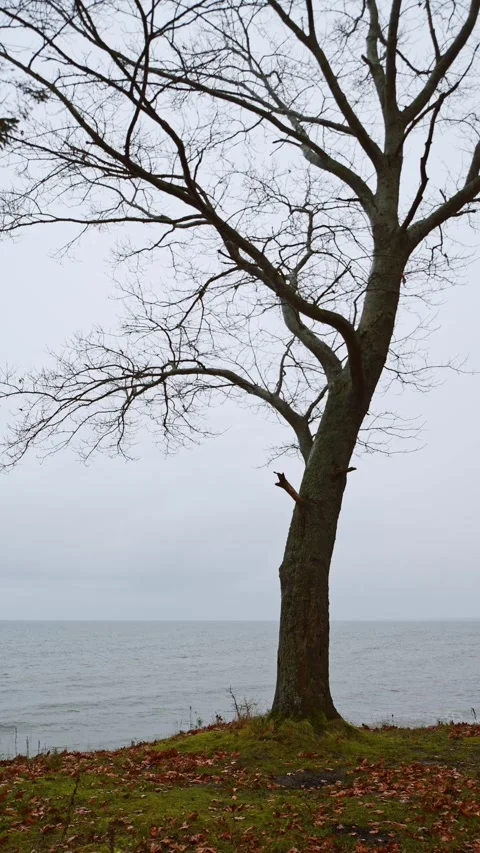 Bare tree by Baltic Sea shore under overcast sky Video stock 321737272