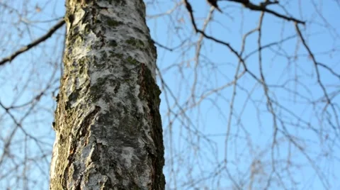 Bare tree bark detail - blue sky - sunny - slider motion Stock-Footage 47503659