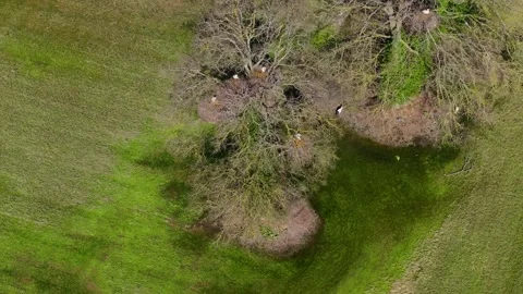 Bare Tree With Birds In Nests In Muimenta, Cospeito, Spain - Drone Shot Stock Footage 332054595