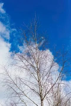 Bare tree with blue sky and clouds in winter Stock Photos