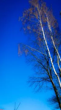 Bare tree an blue sky. Stock Photos
