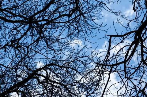 Bare Tree Branch And Blue Sky Foto stock