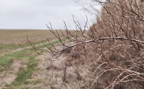 Bare tree branch close-up in the field. Stock Photos